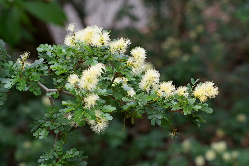 closeup of Texas ebony plant