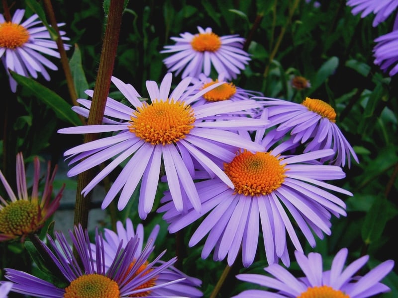 closeup of aromatic aster