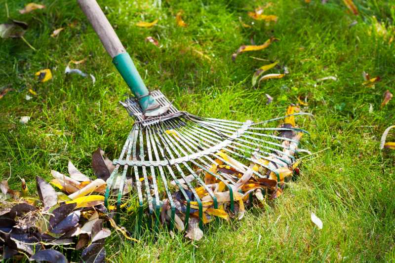 person cleaning lawn with a rake