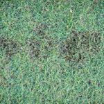 Common Lawn Diseases in Sioux Falls: How to ID and Treat Them