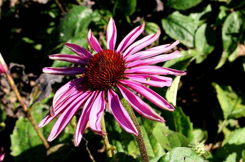 closeup of narrowleaf coneflower