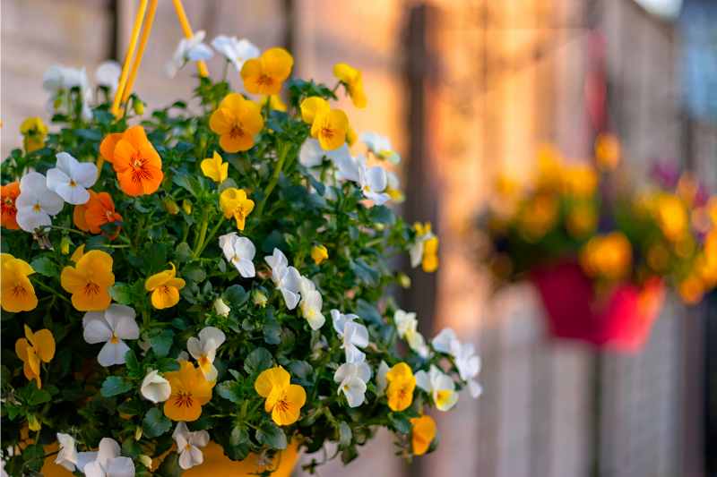 hanging basket with flowers