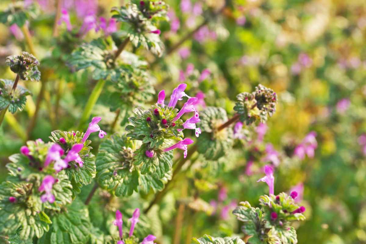 closeup of henbit plant