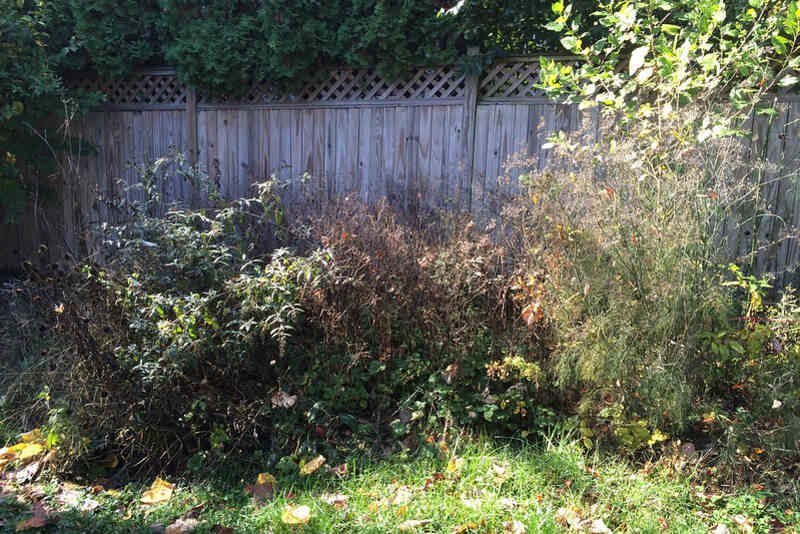 Overgrown backyard with wooden fence in background