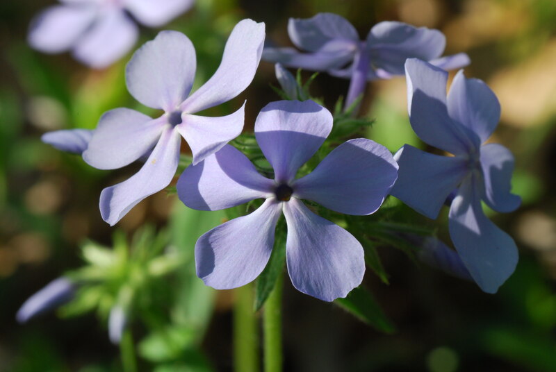 close-up of flowers of wild blue phlox