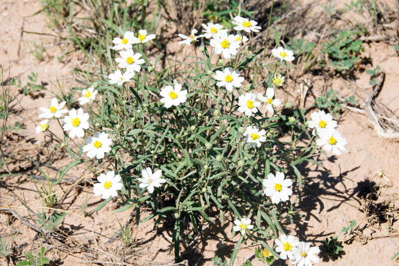 white flowers on a blackfoot daisy plant