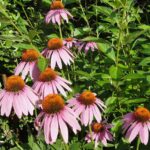 13 Best Landscaping Plants for Your Missouri Yard