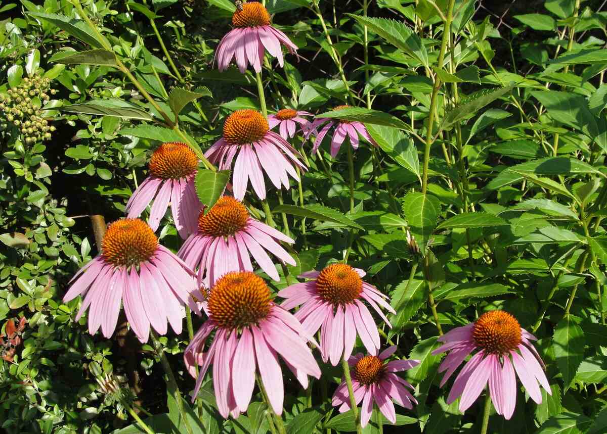 closeup image of purple coneflower plant