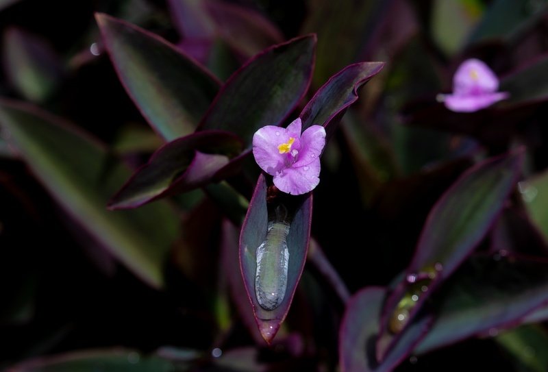 closeup of a flower on a purple heart plant