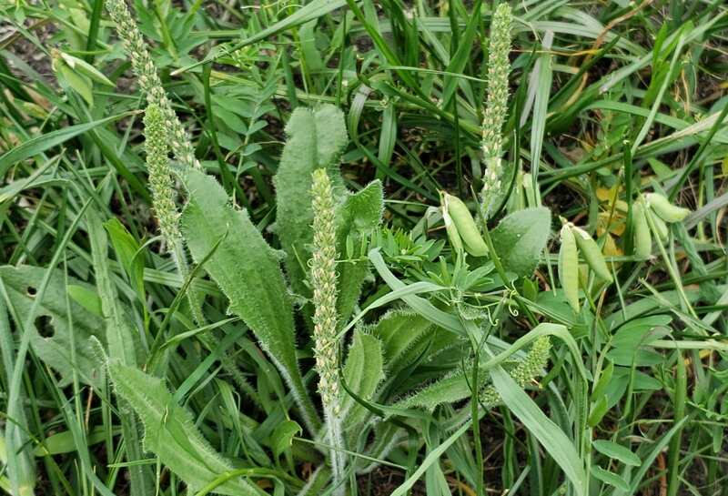 closeup of redseed plantains