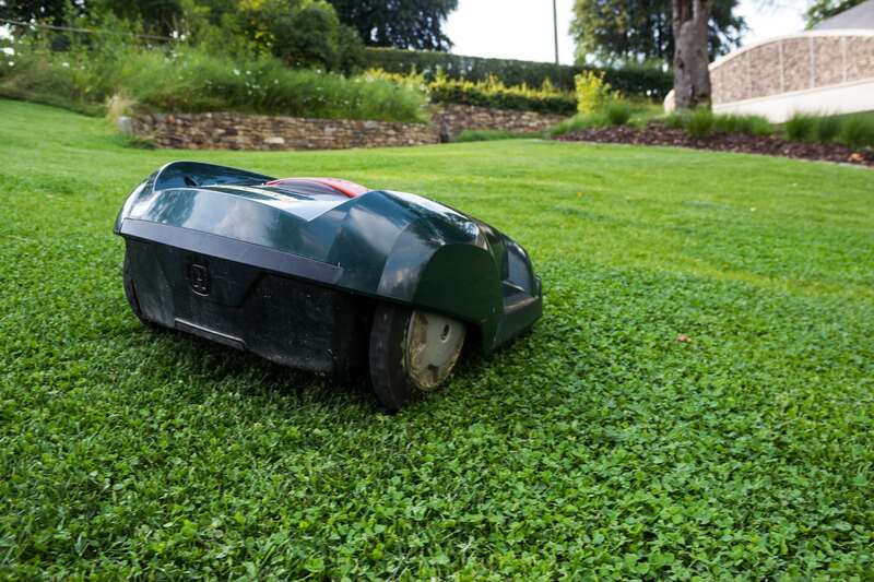 robot lawn mower on a green lawn 