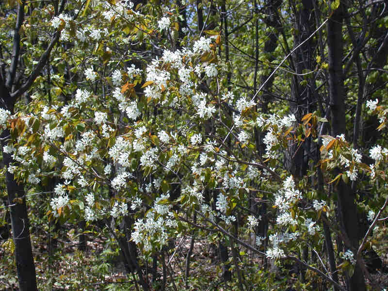 closeup image of smooth serviceberry