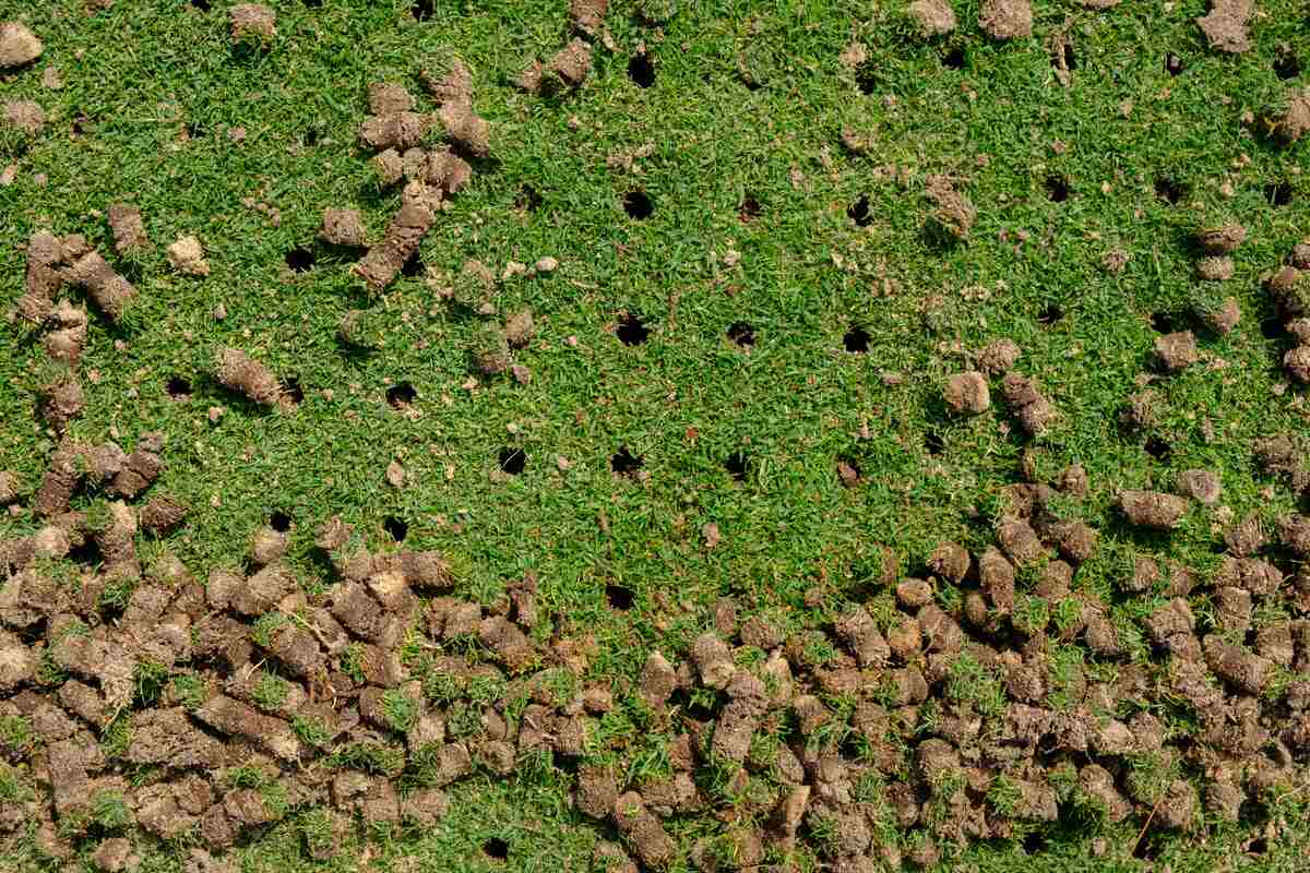 Pile of plugs of soil removed from sports field. Waste of core aeration technique used in the upkeep of lawns and turf