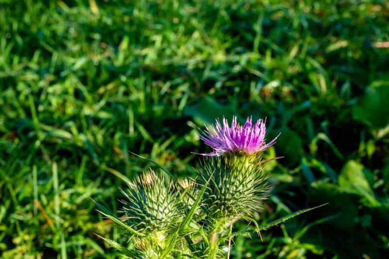 texas thistle on green background
