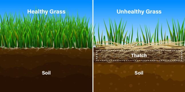 When to Dethatch Your Lawn