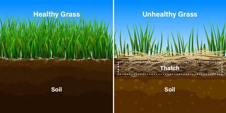 When to Dethatch Your Lawn