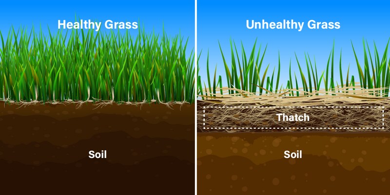 illustration explaining thatch on grass
