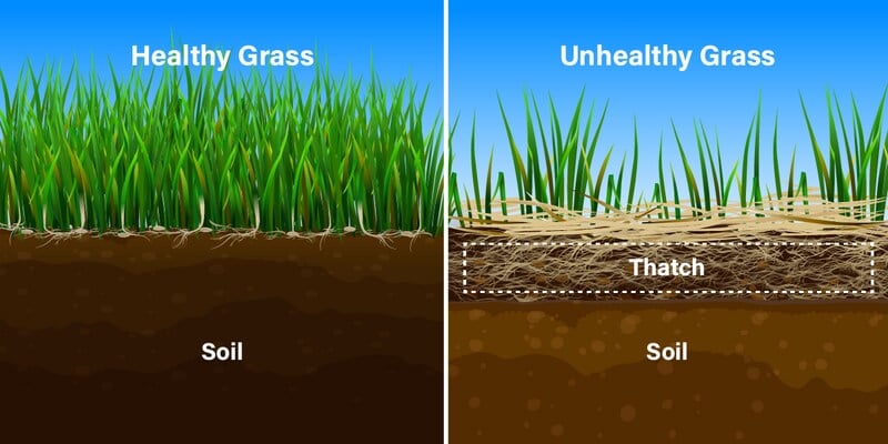 illustration explaining thatch on grass