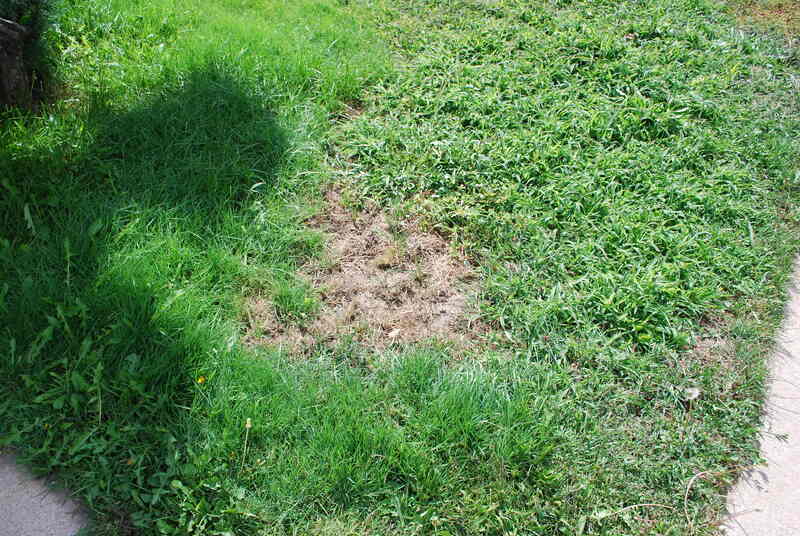 grass with weeds and bare patches