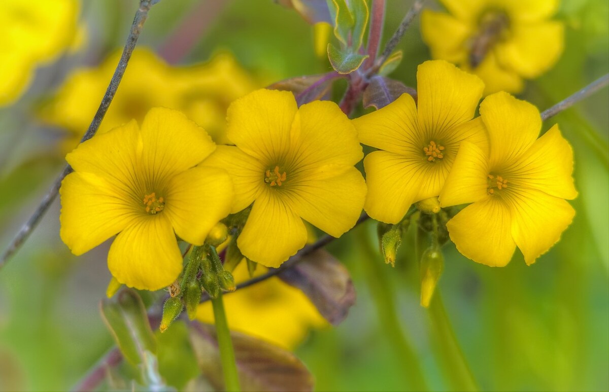 yellow colored flowers of wood sorrel