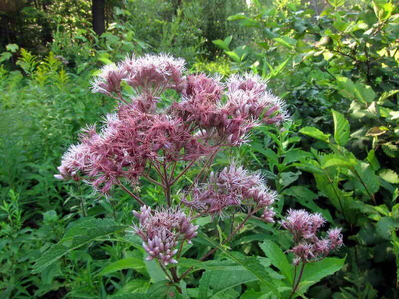 purple pye weed plant