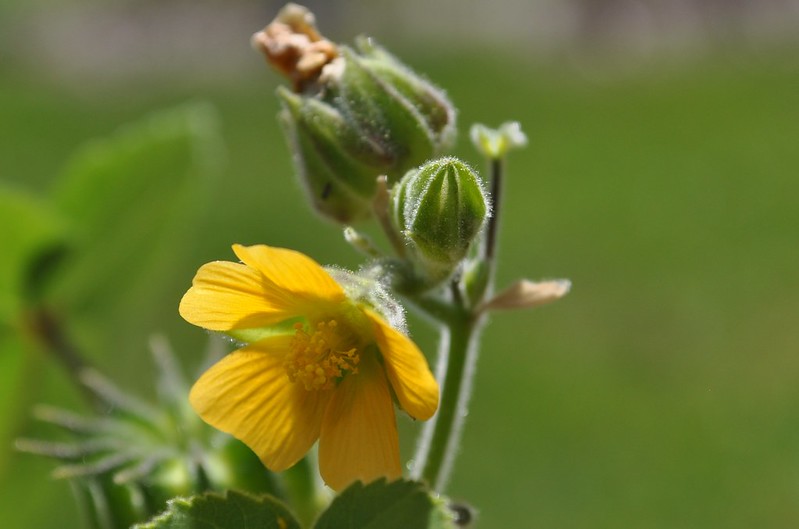 closeup of velvetleaf weed with blooming flower