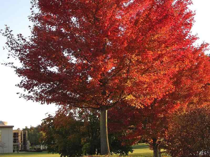 red maple tree