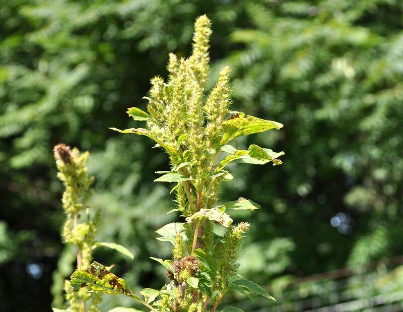 closeup of redroot pigweed