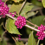 14 Best Native Plants for South Carolina