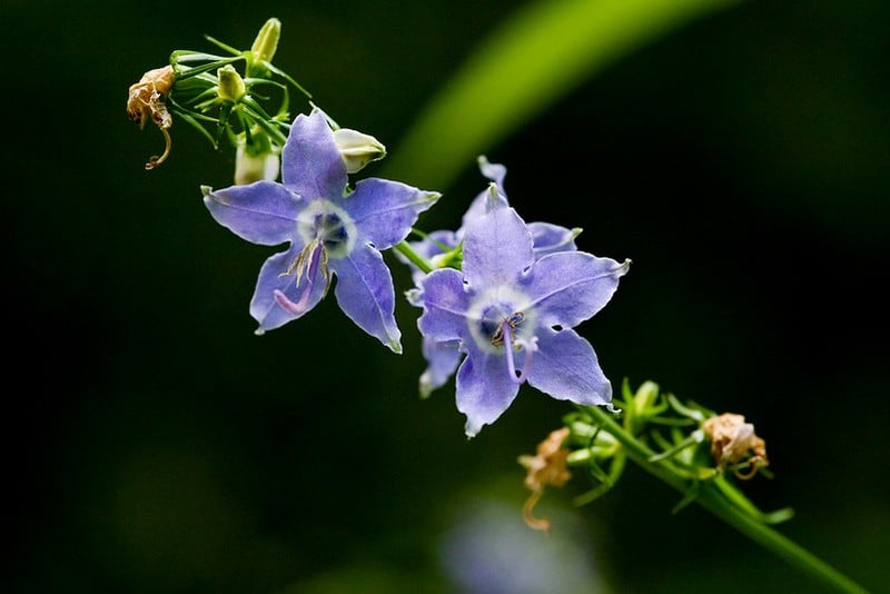 American Bellflower (Campanula americana)