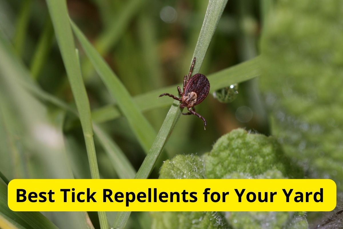 A tick waiting for a host in a grass