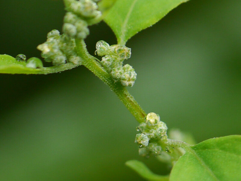 closeup of common lambsquarters
