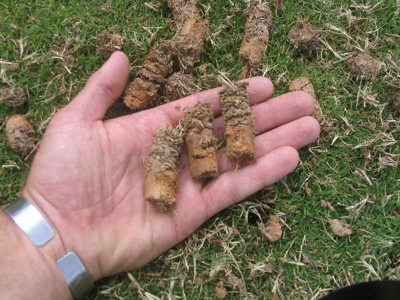 Core aeration plugs in hand