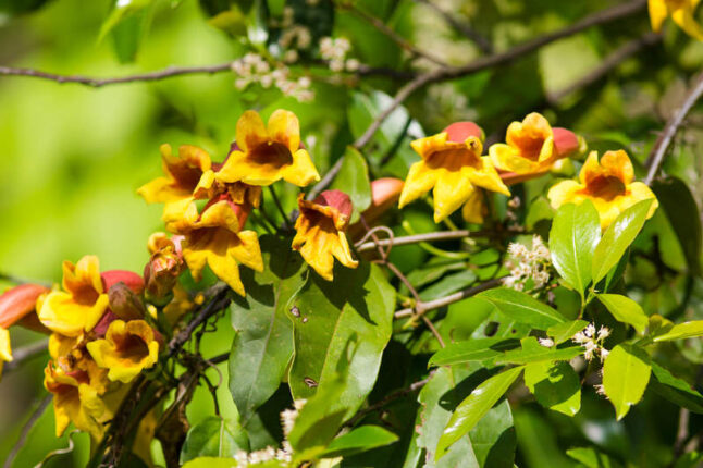 closeup of yellow flowers of Crossvine plant