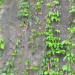 The Best Mississippi Native Plants for Landscaping