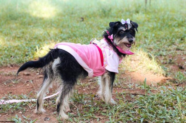 Dog in pink