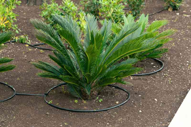 Drip irrigation system in an ornamental garden