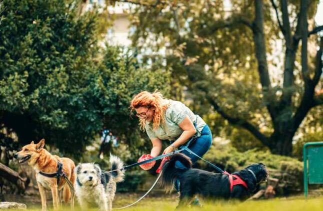 Female dog walker picking up after dog.