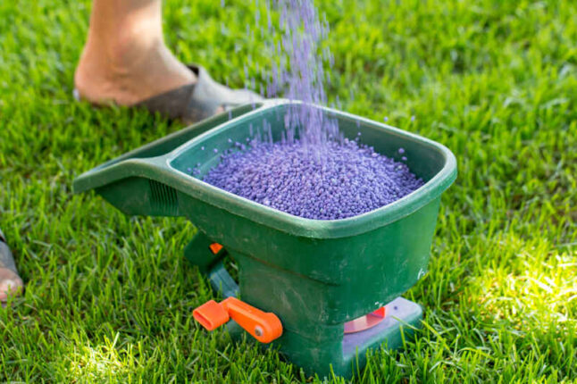 Fertilizing lawn