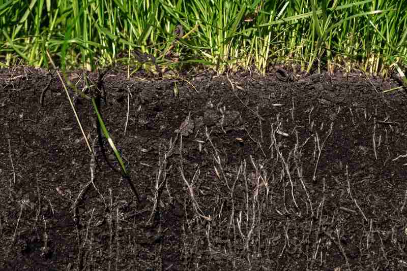 Grass with roots and soil
