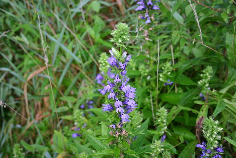 Great Blue Lobelia (Lobelia siphilitica)