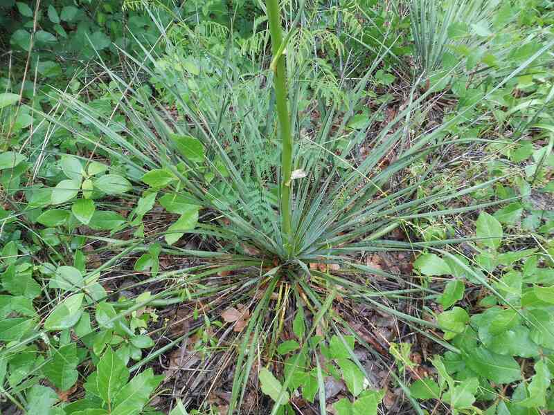 closeup of green colored Gulf Coast yucca plant with spikey leaves