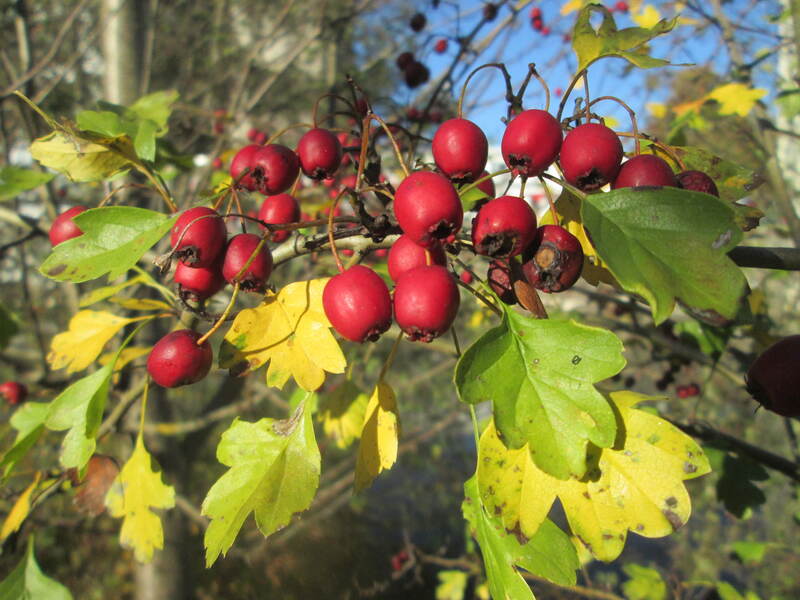closeup of hawthorn plant with red fruit