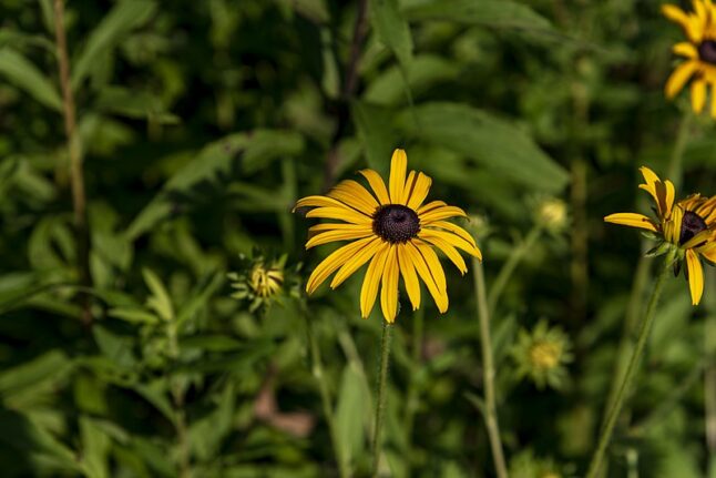 yellow color flowers of swamp sunflower