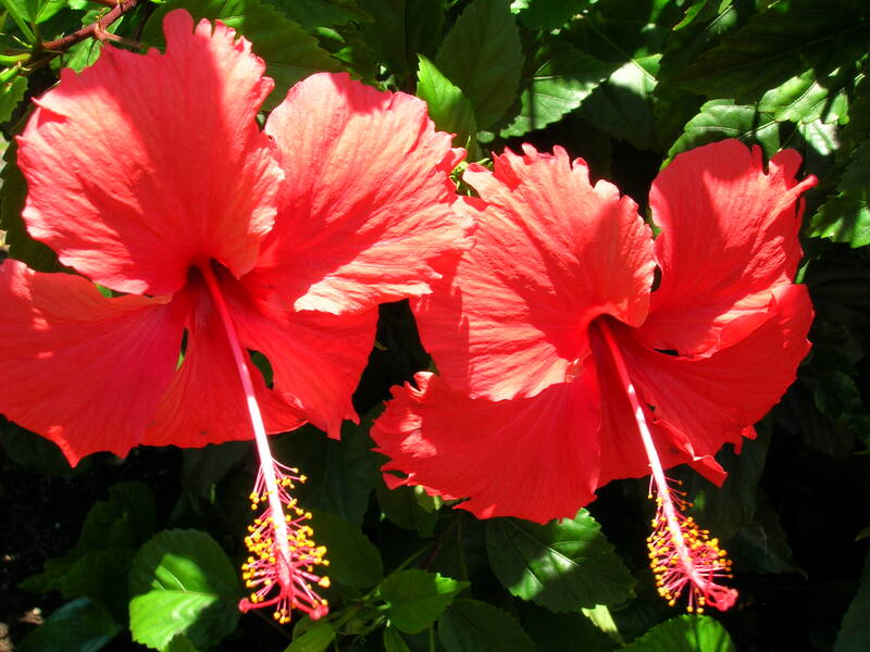 A closeup of two red hibiscus flowers