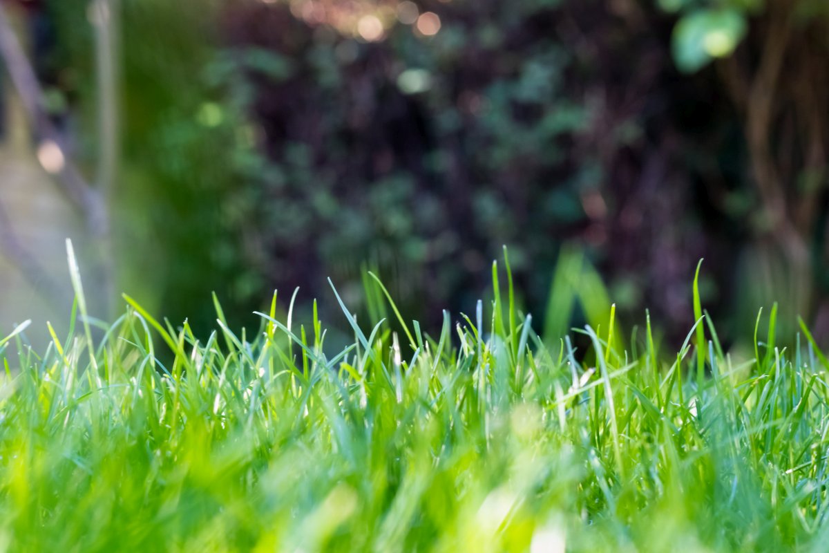 Closeup of a green lawn