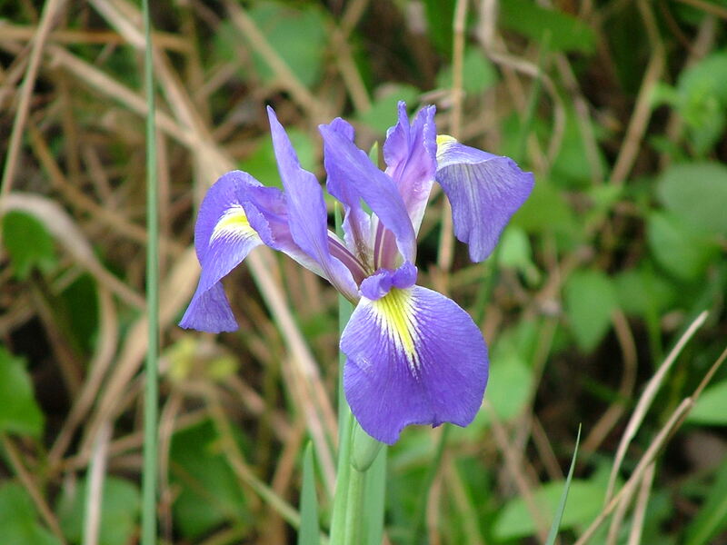 closeup of the purple Louisiana iris flower