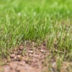 How and When to Cut New Grass