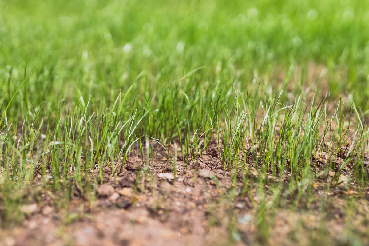 Close-up of new grass growing on lawn with dry soil shot at shallow depth of field