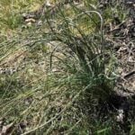 What Is Onion Grass and How to Identify It